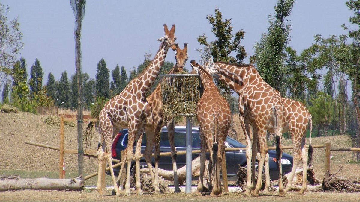 zoo-safari-ravenna-giraffe